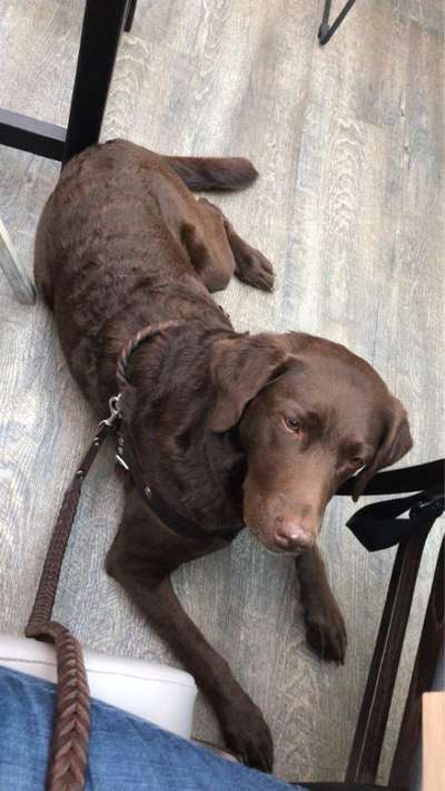 Wie heißt dein Hund?-Beitrag-Bild