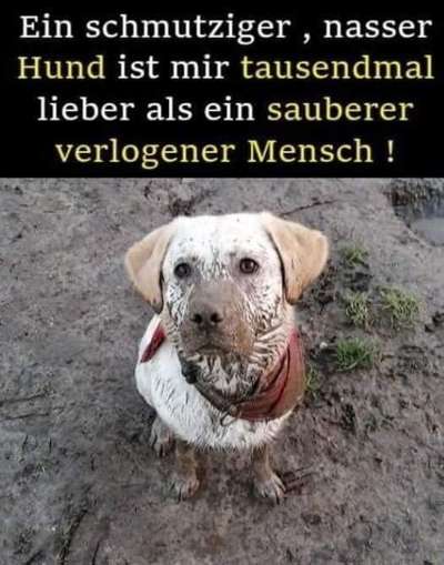 Hunde Memes-Beitrag-Bild