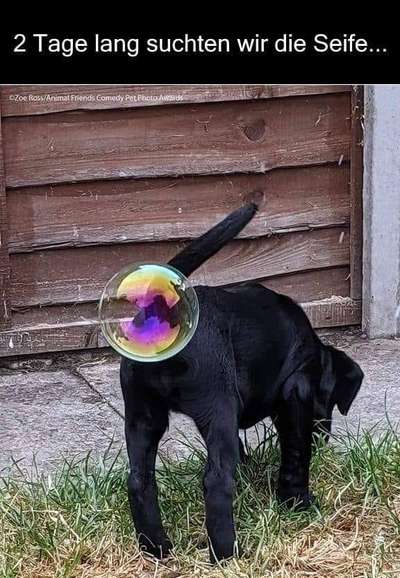 Hunde Memes-Beitrag-Bild