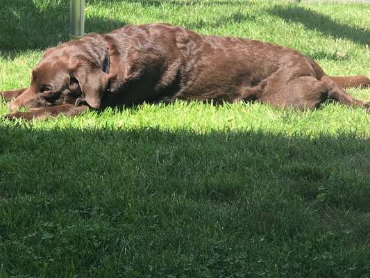 Dogorama Photo Challenge - Hündchen streckt dich-Beitrag-Bild