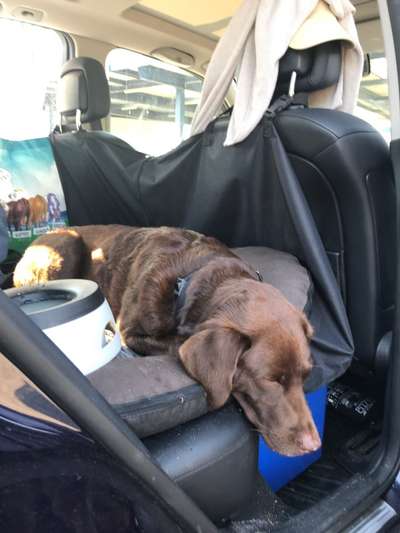 Foto Challenge Thema "Hunde im Auto"-Beitrag-Bild