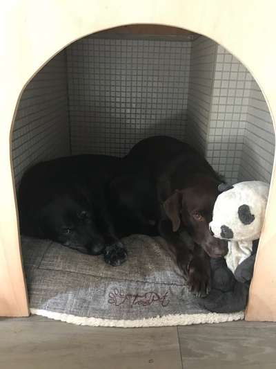 Möbel zur Hundebox umbauen-Beitrag-Bild