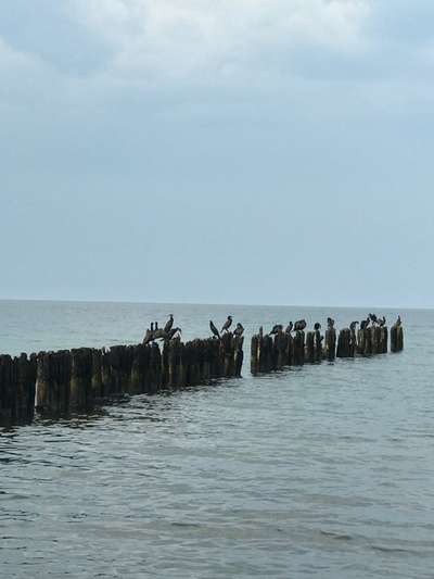 Die wunderschöne Welt mit Hund.-Beitrag-Bild