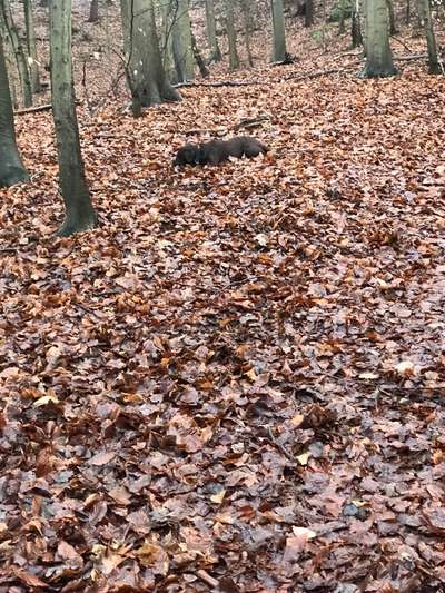 Ton in Ton-Beitrag-Bild