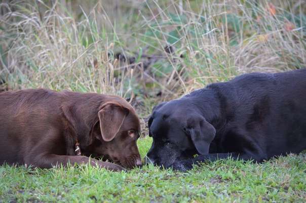 Zeigt mal die schönsten Bilder von euren Hunden !-Beitrag-Bild