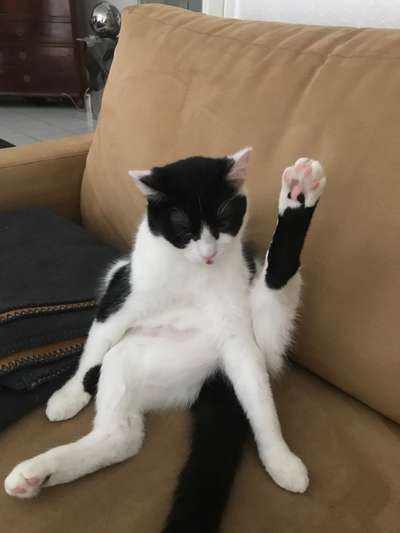 Hundebilder-Beitrag-Bild