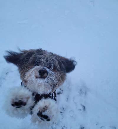 Dogorama Photo Challenge - Winterstimmung-Beitrag-Bild