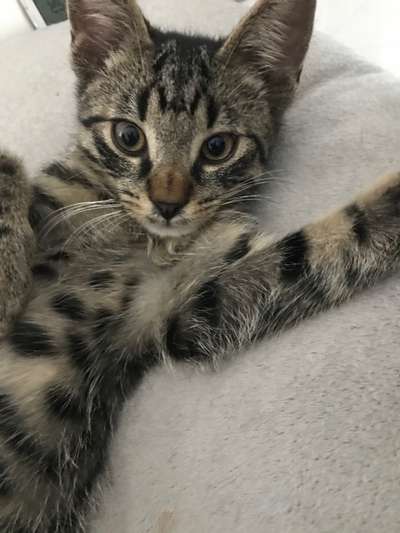 Hundebilder-Beitrag-Bild