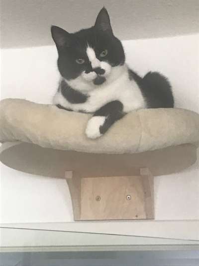 Hundebilder-Beitrag-Bild