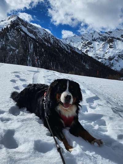 Berner Sennen-Beitrag-Bild