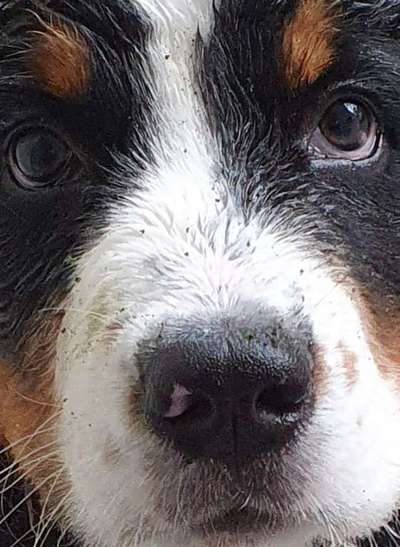 Zeigt her eure Hundenasen-Beitrag-Bild