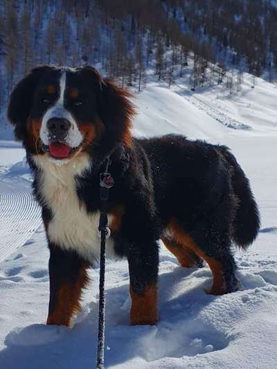 Berner Sennen-Beitrag-Bild