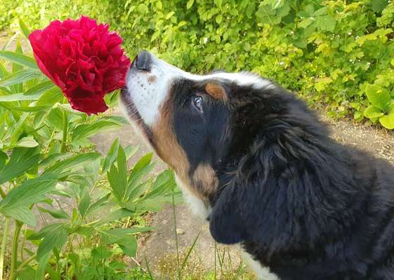 Die Dogorama Monats Challenge "Es grünt und blüht"-Beitrag-Bild