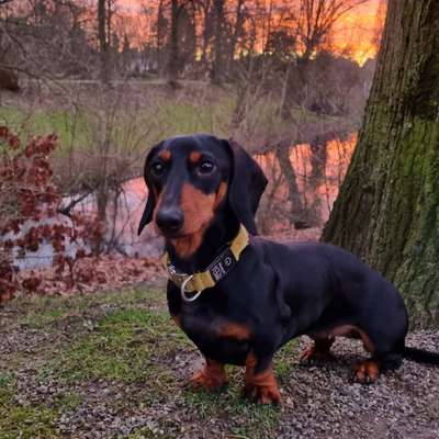 Hundetreffen-Hund treffen in Moers-Bild