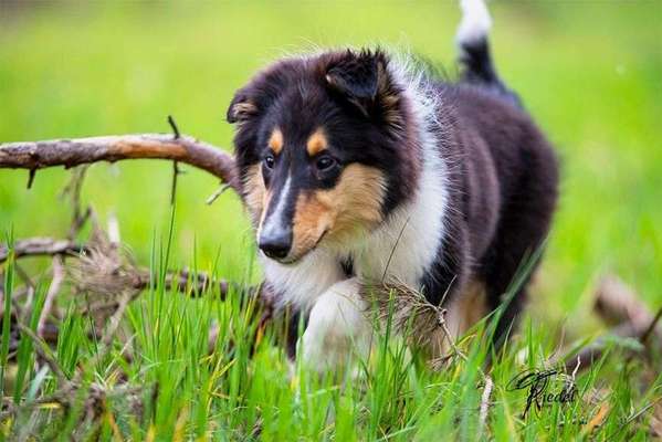 Welpen Bilder !-Beitrag-Bild