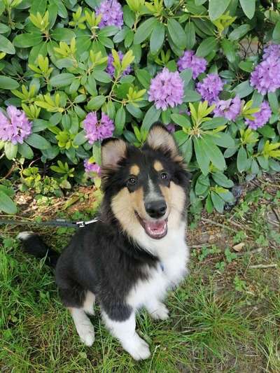 Warum hat euer Hund den Namen den er hat?-Beitrag-Bild