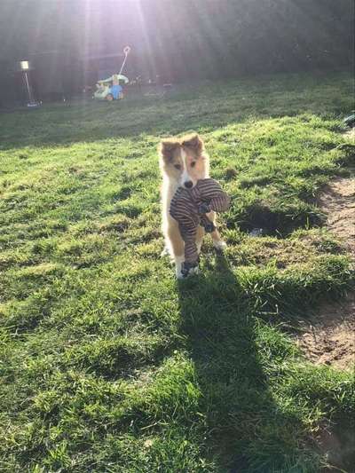 Welpen Bilder !-Beitrag-Bild