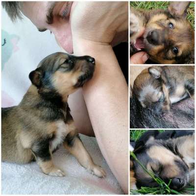 Welpen Bilder !-Beitrag-Bild