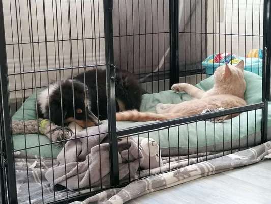 Kennel, ja oder nein?-Beitrag-Bild