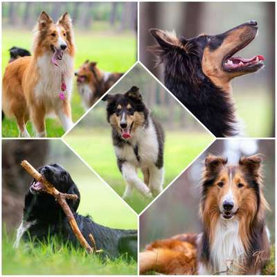 Warum hat euer Hund den Namen den er hat?-Beitrag-Bild