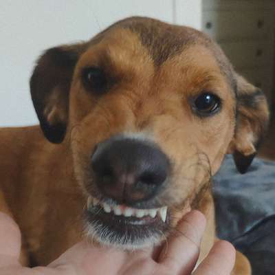 Hier ist der Spaßthread. Zum Schmunzeln und Kaputtlachen-Beitrag-Bild