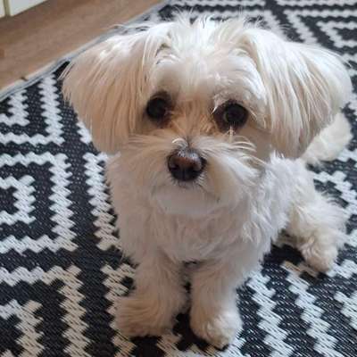 Hundetreffen-Welpen Treff-Bild