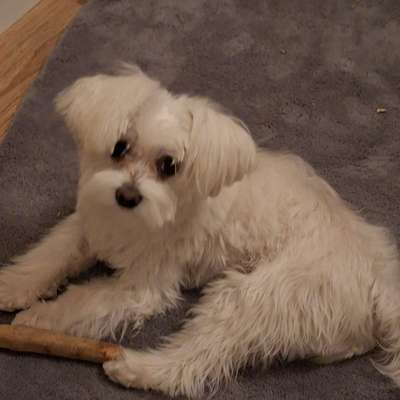 Hundetreffen-Am Osterdeich Nähe Weserterrassen-Bild