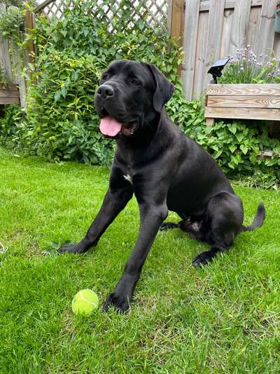 Ist hier jemand mit ein cane corso ?-Beitrag-Bild
