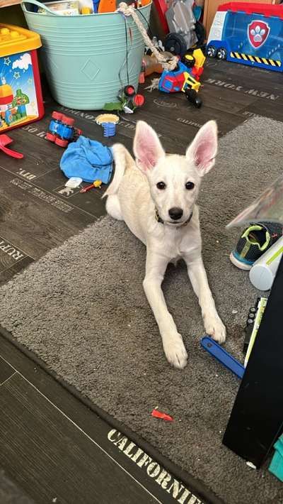 Mischlinge raten - Rätselspaß-Beitrag-Bild