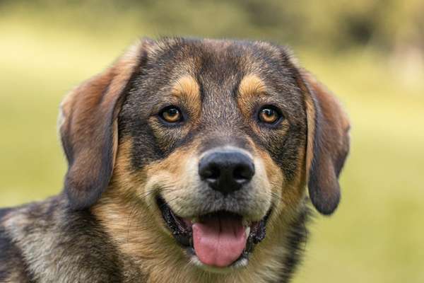 Fotochallange Nr. 57     PORTRÄT.   Beendet!!!!!!!!-Beitrag-Bild