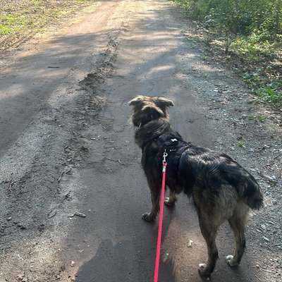 Hundetreffen-Social Walk an der Leine in der Heide Radeberger Vorstadt-Bild