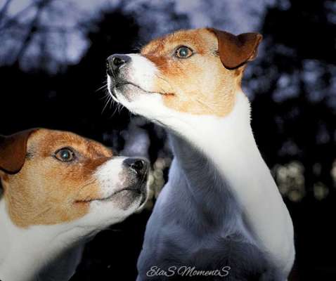 Reinrassige Hunde?-Beitrag-Bild