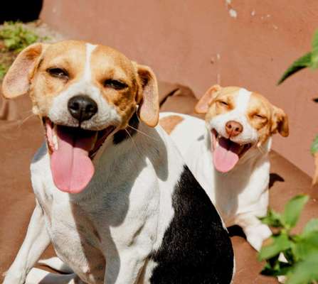 Dogorama Photo Challenge - Einmal lächeln bitte-Beitrag-Bild