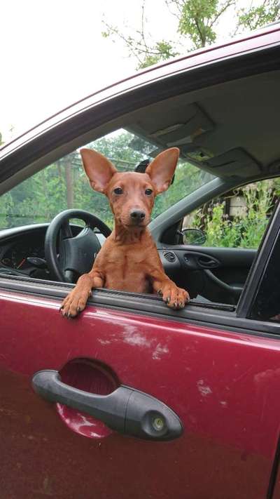 FOTOCHALLENGE 70 - Dein Hund im Auto-Beitrag-Bild