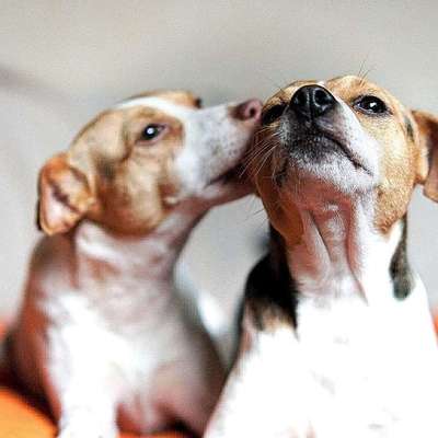 Reinrassige Hunde?-Beitrag-Bild