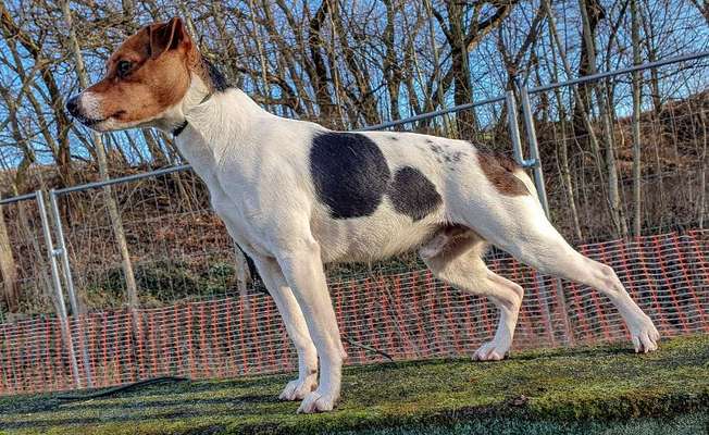 Reinrassige Hunde?-Beitrag-Bild