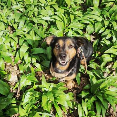 Hundetreffen-Biete / suche Dackelkontakt 😉-Bild