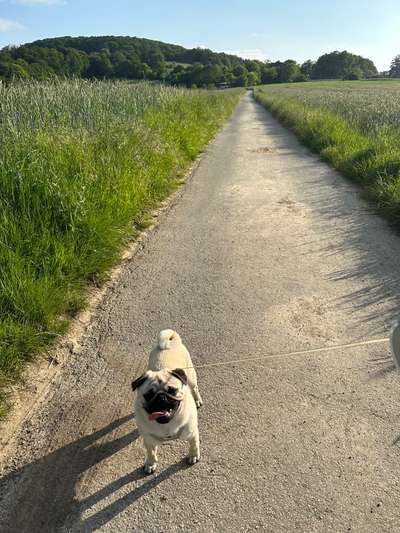 Wo sind die Möpse?-Beitrag-Bild