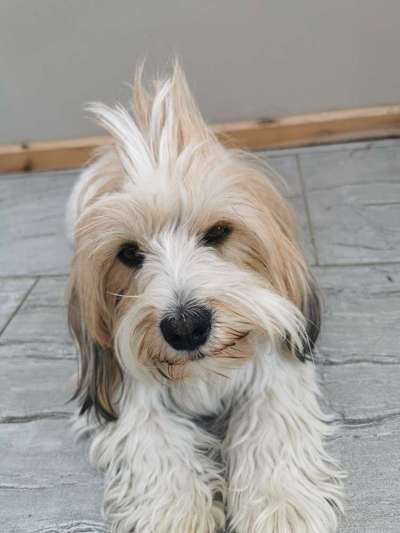 Die Dogorama Kalender Challenge Titelbild-Beitrag-Bild