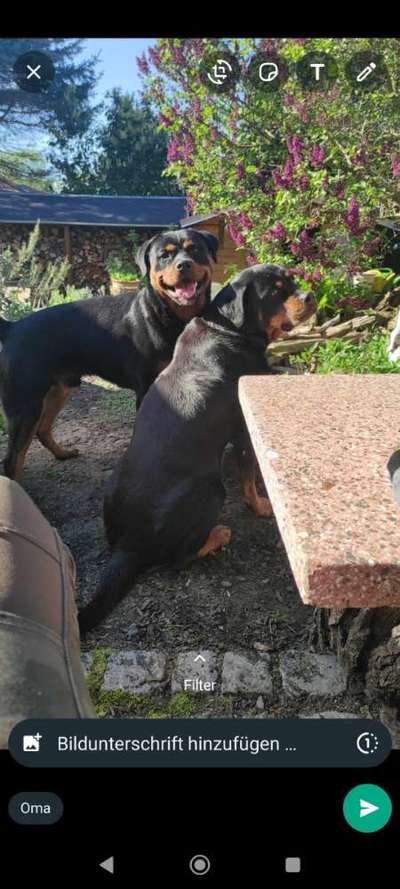 Rottweiler-Beitrag-Bild