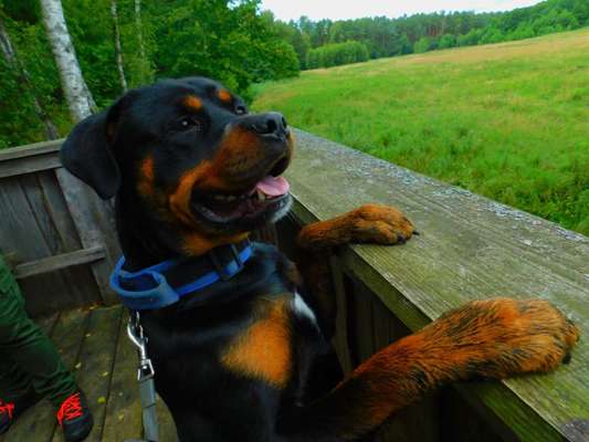 Rottweiler-Beitrag-Bild