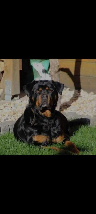 Rottweiler-Beitrag-Bild