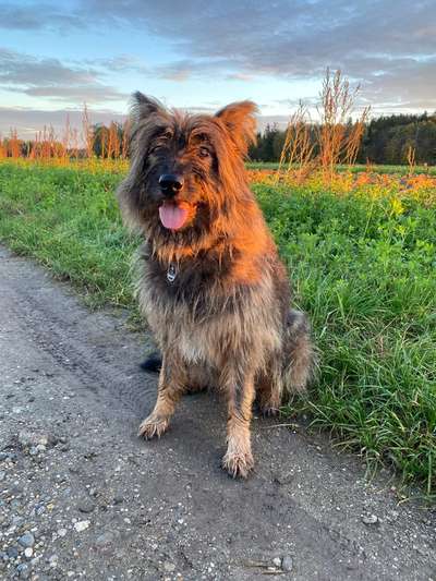 Seltene Rassen!-Beitrag-Bild