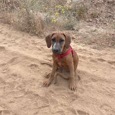 28. Farben Foto Challenge * BEIGE *-Beitrag-Bild