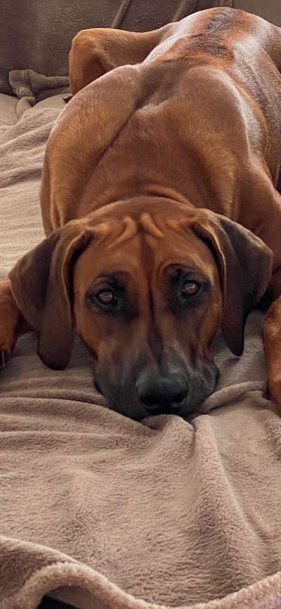 Rhodesian Ridgeback-Beitrag-Bild