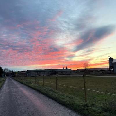 Hundetreffen-Treffen auf den Saalewiesen-Bild