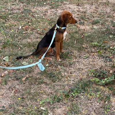 Hundetreffen-Social Walk / Spielen-Bild