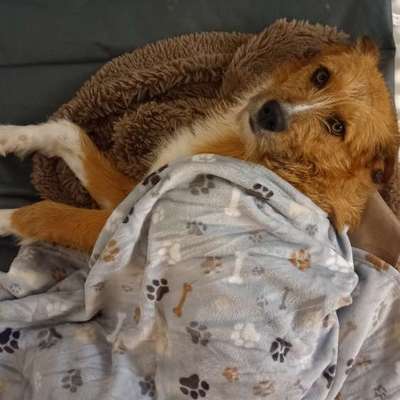 Hundetreffen-Gassi & Spielzeit-Bild