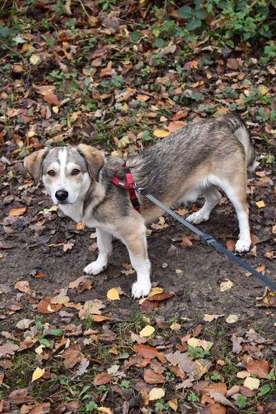 Tierschutzhund ist meine Lieblingsrasse-Beitrag-Bild