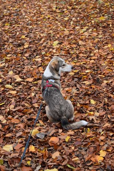 Postet eure schönsten Bilder von Spaziergängen in 2020!-Beitrag-Bild